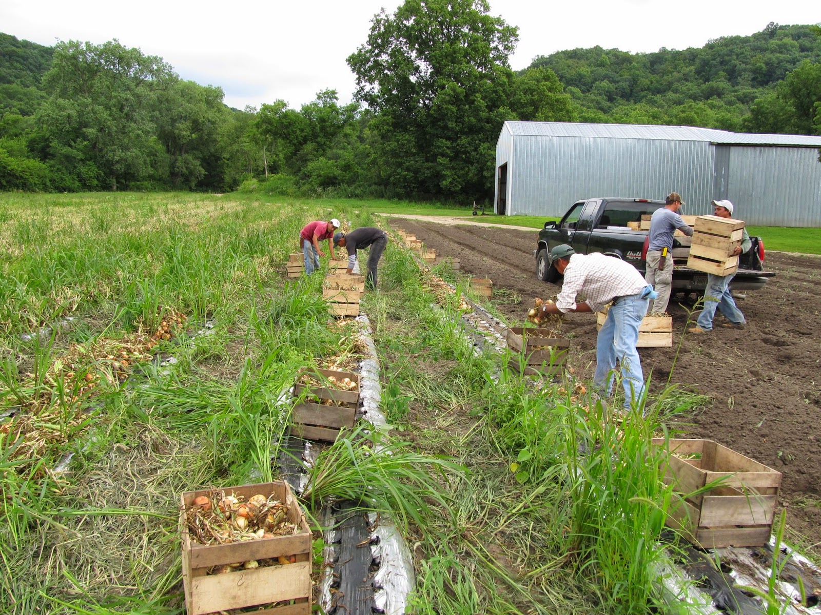 Harmony Valley Farm Vegetable Feature Onions
