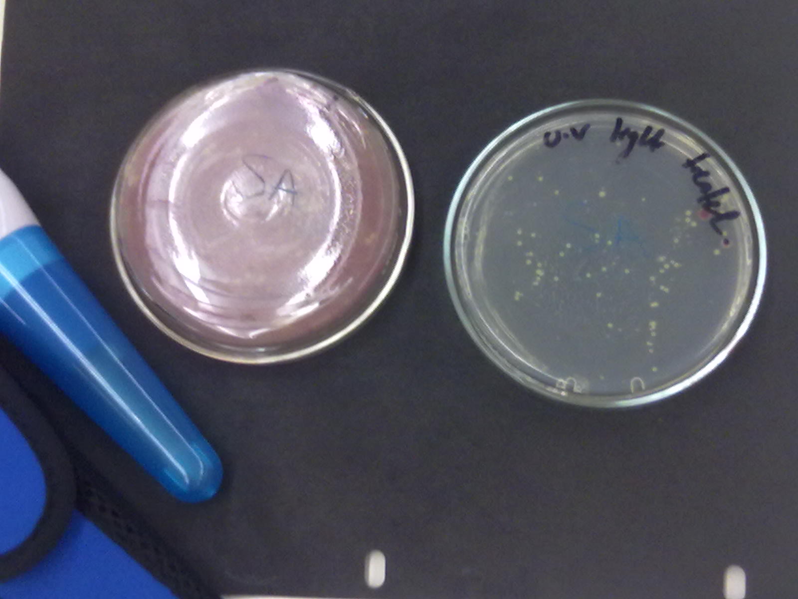 Samantha and Sarah's Microbiology Lab Journal The Yogurt! and the