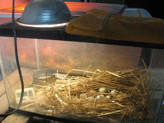  : Build a homemade still-air incubator for quail, chickens, ducks