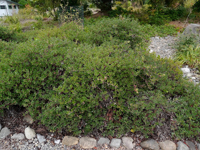 Mahonias Useful Shrubs For A Shady Spot The Backyard Gardener