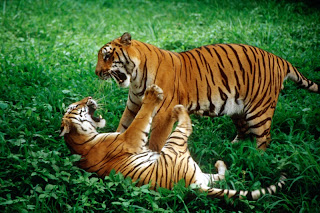 tiger_fight4.jpg