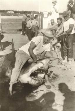 kayakiste rencontre un requin blanc