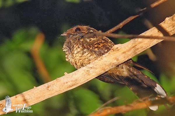 Burung Gue Mengenal Burung Cabak Sulawesi