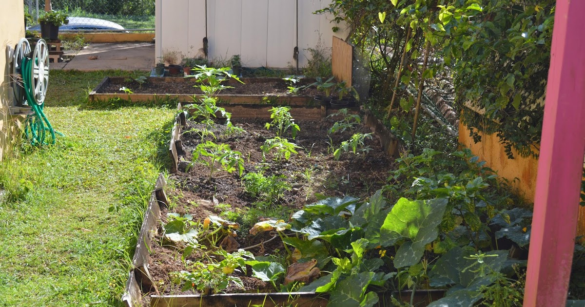 Urban Farmers Punto Com: Aprovecha tu patio no importa el espacio...