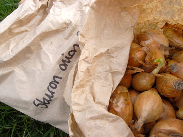 Want to buy onion seeds?