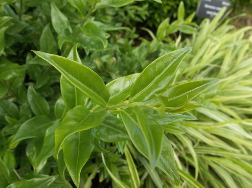 Sarcococca Ruscifolia Fragrant Sweet Box With Images Plants