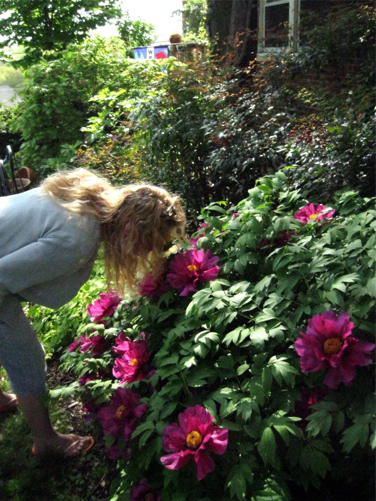 1003 Gardens It's Tree Peony week in Washington DC