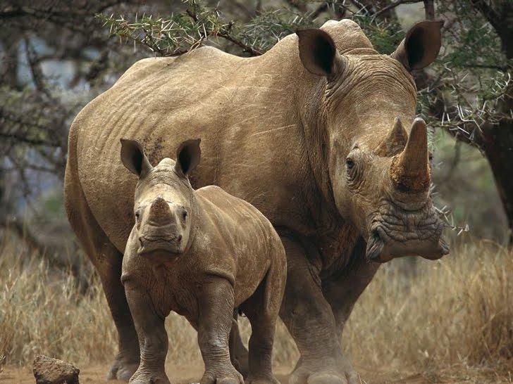 La caza furtiva de los rinocerontes ha diezmado su población