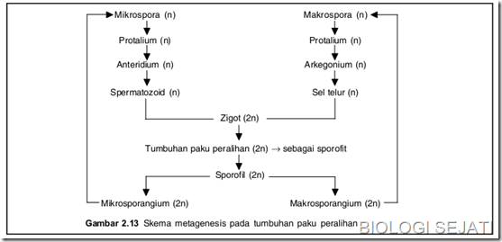 Gambar bagan Metagenesis Tumbuhan Paku Sekolah Gratis