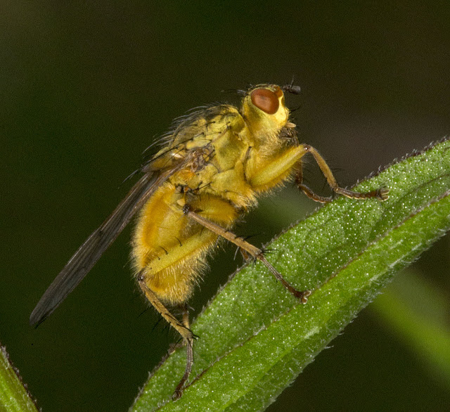 Dung Fly, Scathophaga stercoraria.  Jubilee Country Park butterfly walk, 15 July 2012.