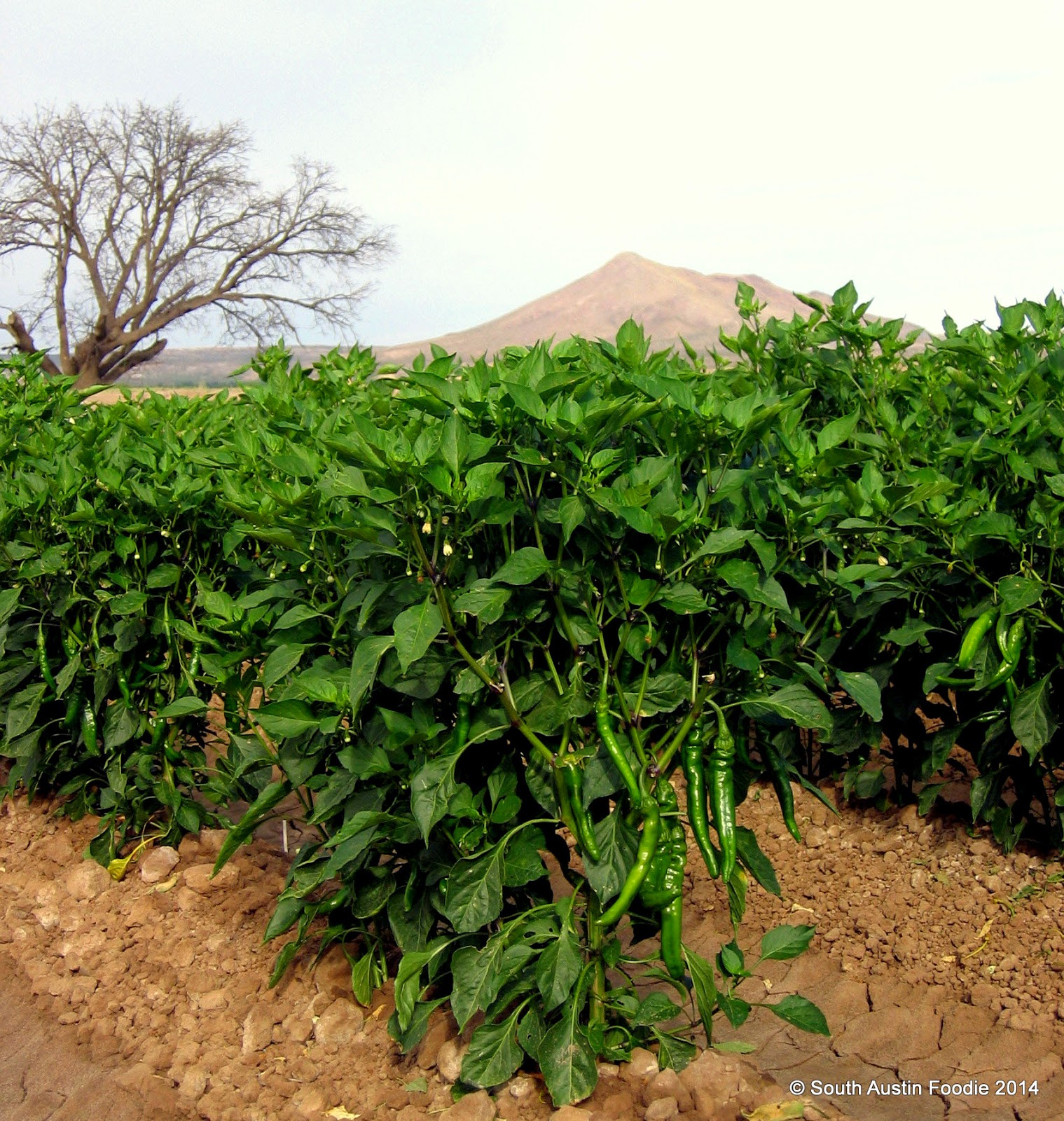 South Austin Foodie NM Green Chiles (aka No Such Thing as a Hatch Chile)