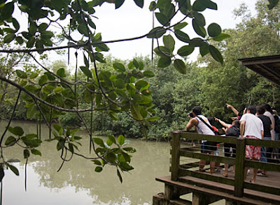 Pasir Ris mangrove boardwalk tour with the Naked Hermit Cr 