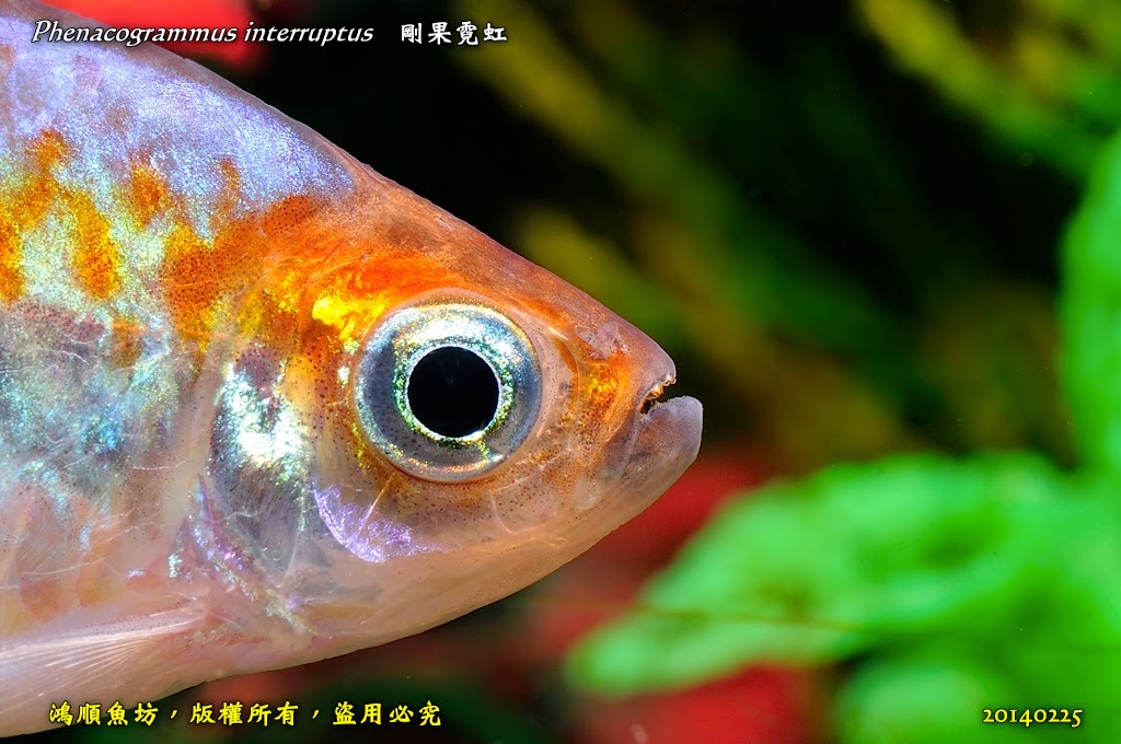 鴻順魚坊 Phenacogrammus interruptus 剛果霓虹(含改良種)