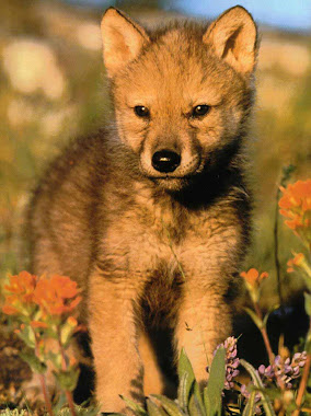 Red Wolf cub