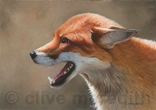 Red Fox Portrait 8 25 Red Fox Portrait 8 25