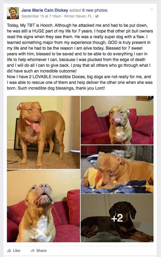 safety before pit bulldogs