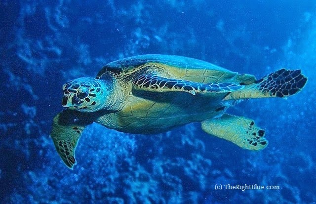 The Right Blue: The Hawksbill Sea Turtle, a Critically Endangered Species