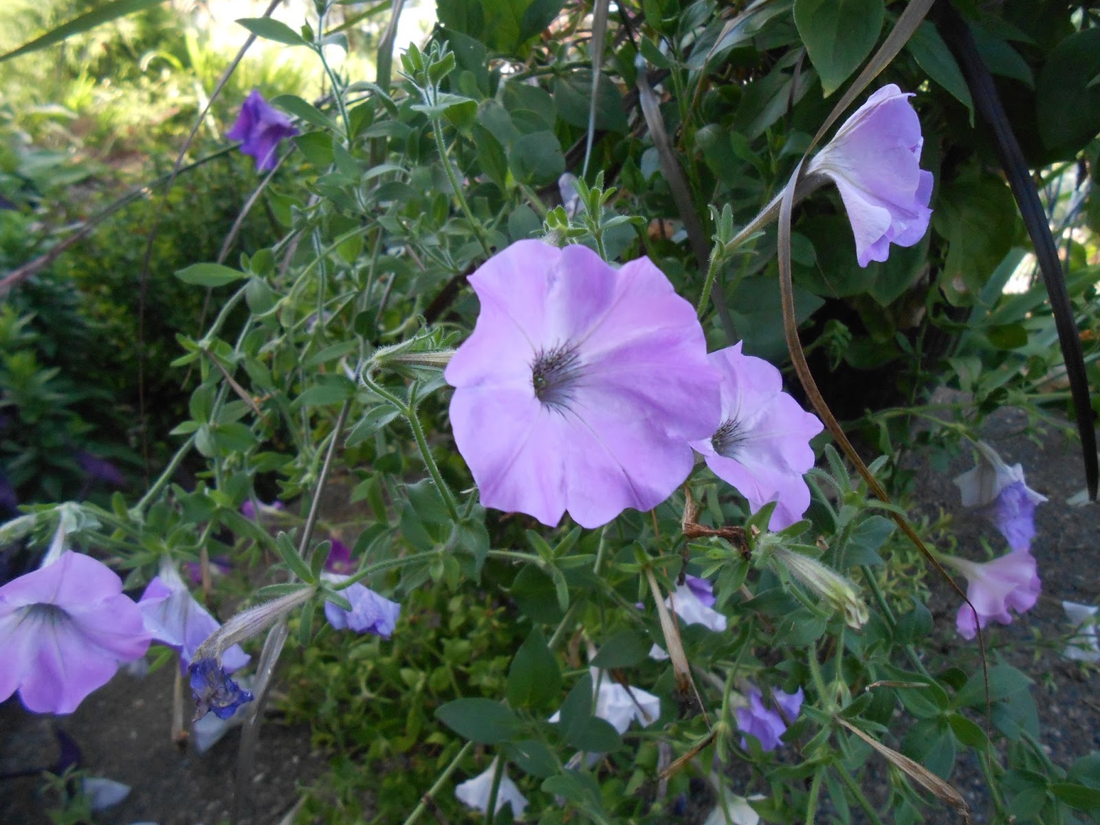Sproutsandstuff Saving Petunia Seeds