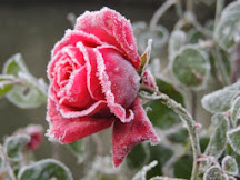 IL ETAIT UN PETIT JARD'AIN ...: LE TEMPS DES ROSES ...