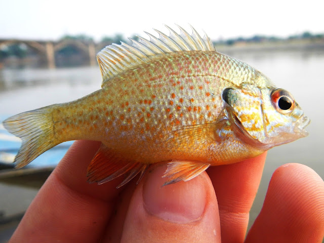 Orangespotted Sunfish