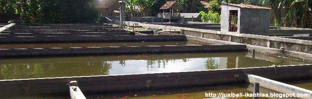 Jual Ikan Hias Cupang | Jual Ikan Hias Guppy | Jual Ikan Hias Koi | Jual Ikan Hias Mas Koki | Dll.