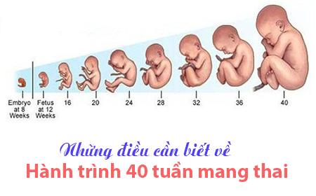 Theo dõi sự phát triển của bé theo từng tuần thai