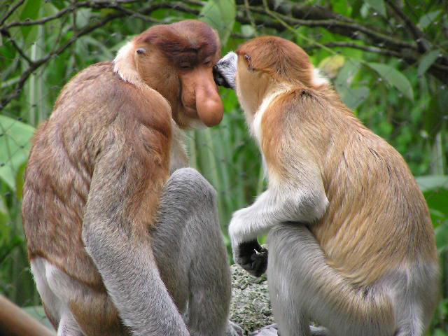 Most Beautiful Animals Wallpapers Cute Pictures Of Pics Games For Girls Most Beautiful Animals Wallpapers Cute Pictures Of Pics Games For Girls