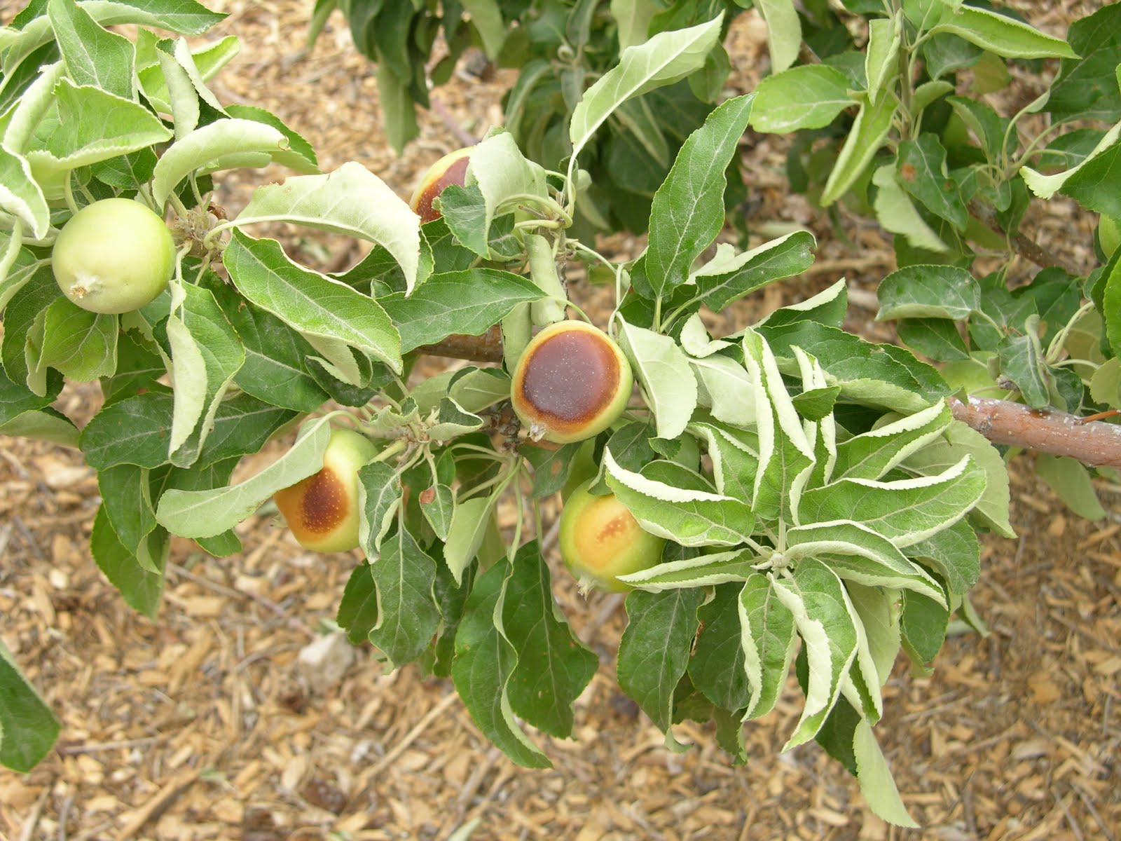 Xtremehorticulture of the Desert Baked Apples on the Tree in July