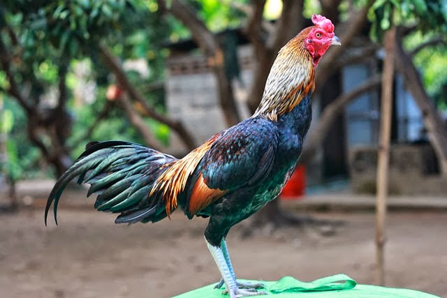 Ciri Gaya Tarung Ayam Birma Asli dan Kawin Silang Lengkap Info Ayam