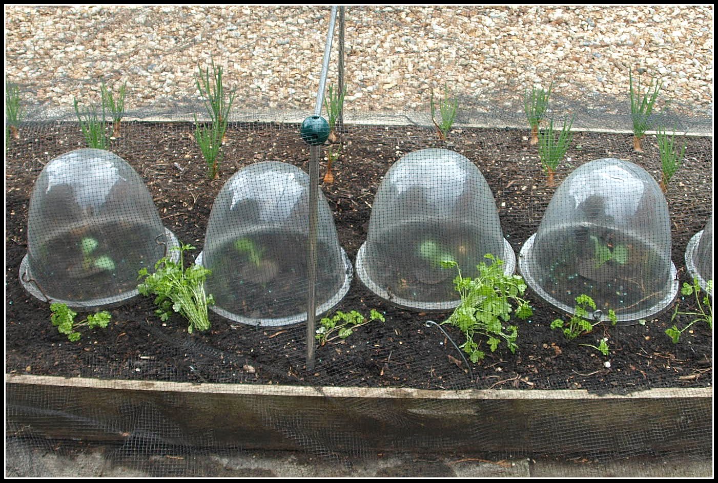 Mark's Veg Plot Transplanting Broccoli seedlings