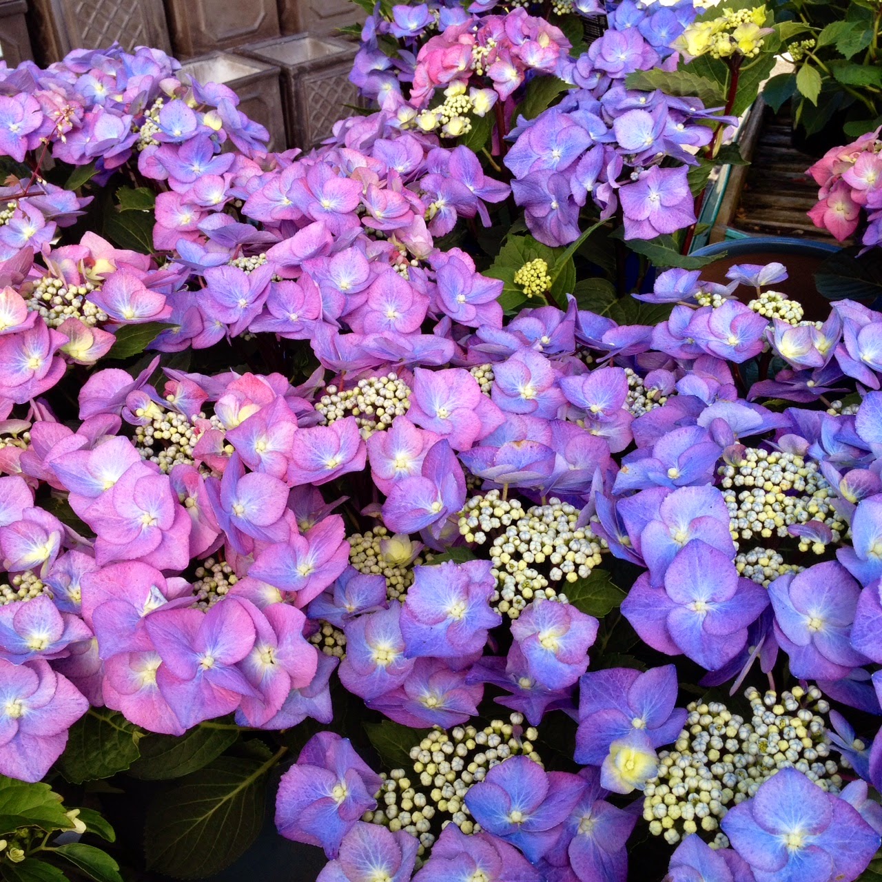 Fron Goch Garden Centre August 2014