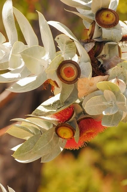 Mottlecah - Eucalyptus macrocarpa 033