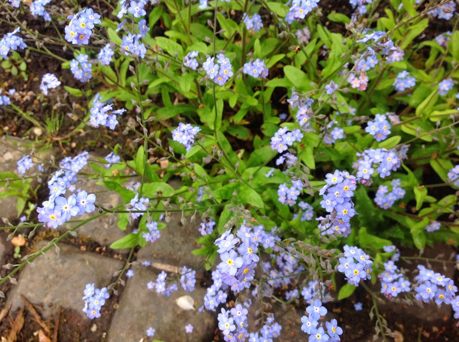 Grafts Alpine Strawberries Money Plant Flowers