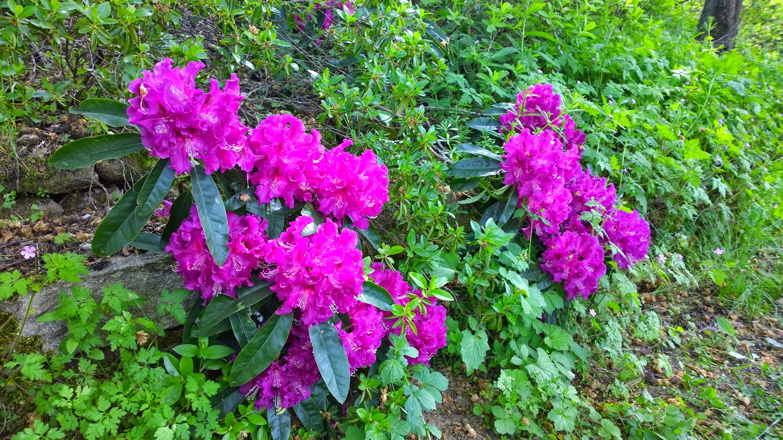 Landschaftspark Und Rhododendren Im Schlosspark Dennenlohe Achims