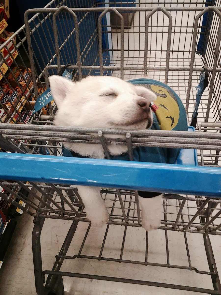Cute dogs - part 11 (50 pics), puppy sleeping in shopping cart
