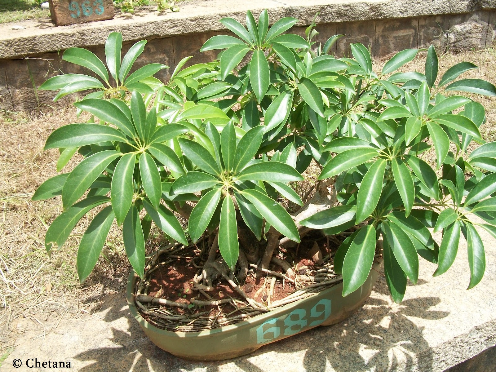 Bonsai Tree 30+ Beautiful Bonsai Jackfruit Tree Photos