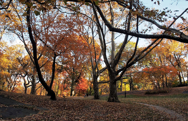 Fall Foliage in Central Park, #fallfoliage, #fallcolors, Central Park, NYC Fall Foliage in Central Park, #fallfoliage, #fallcolors, Central Park, NYC