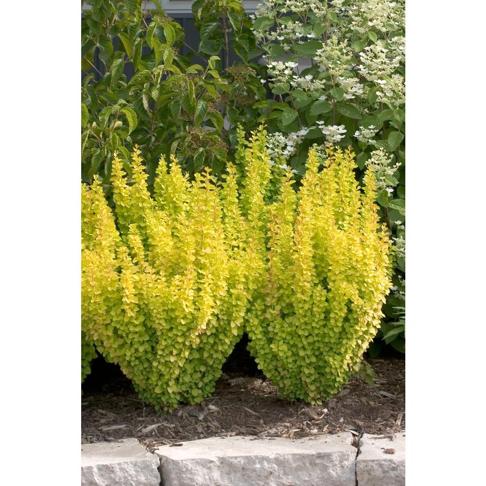 Dappled Willow Hakuro Nishiki Tree Form Planted 2019