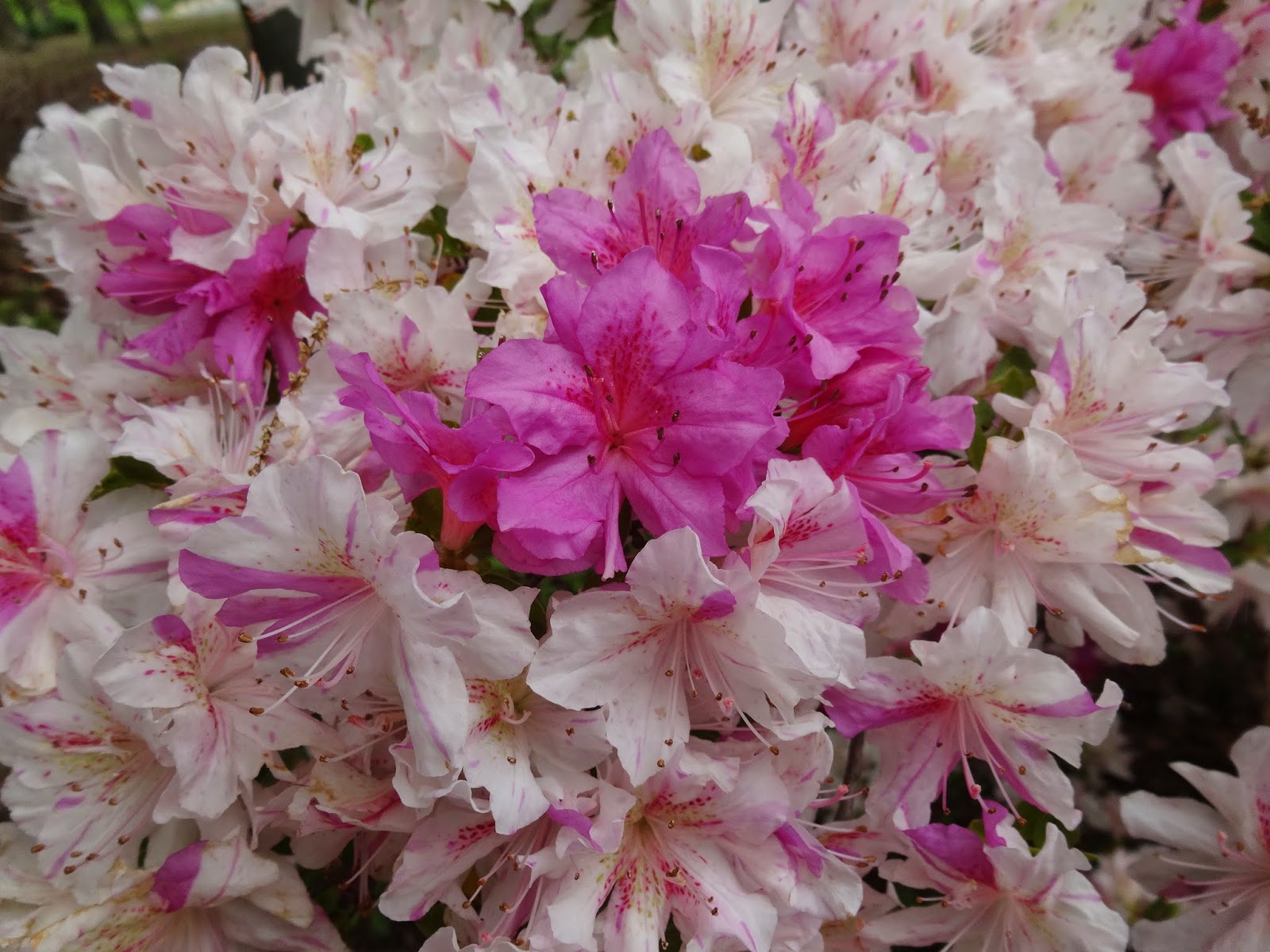Love, Joy and Peas Pink and White Azalea Photos
