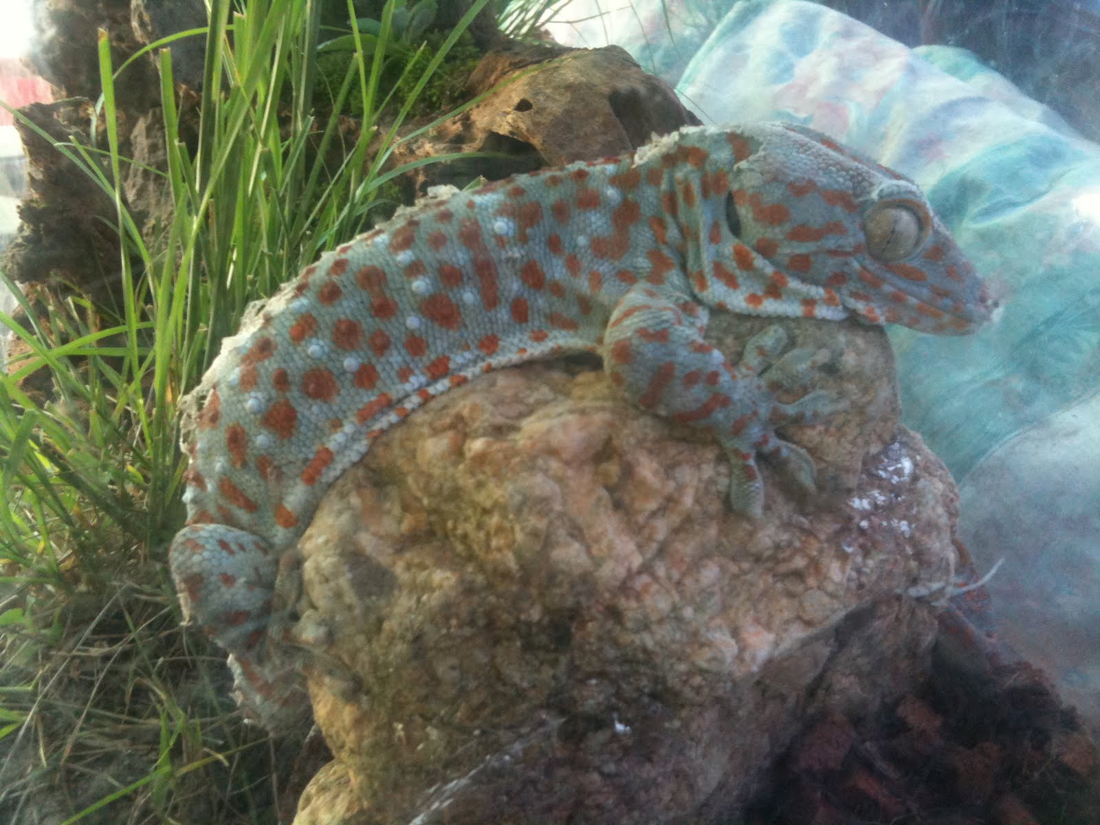 Malaysian Tokay Gecko