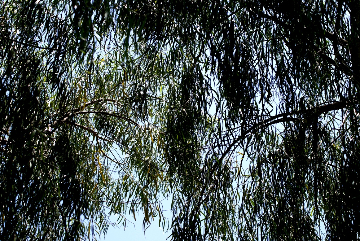 A photo, A thought............ Plant Willow varieties......