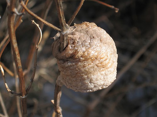 Praying mantis egg case identification — and all about