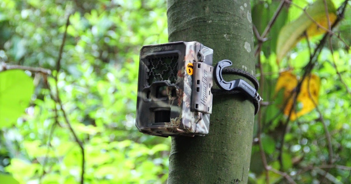 Pest control specialists for rat infestation at Bukit Batok, Singapore