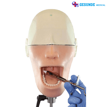 Jual Manikin Oral Anesthesia GM-100U Manikin Oral Anesthesia GM-100U