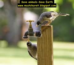 Must Share It: Keep water for the animals and birds in summer season - save  animals, save earth