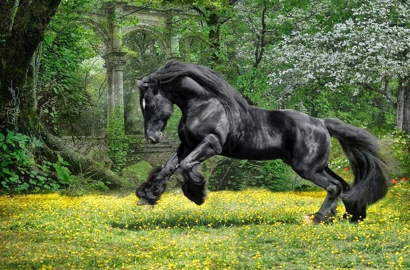 las-mejores-fotos-de-caballos imagenes de fotografias-de-caballos-finos