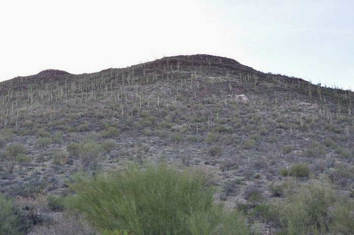 Harriman Hiker Harriman State Park and Beyond Tumamoc Hill Loop