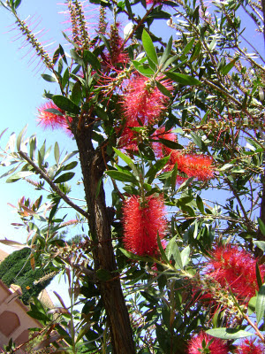  Callistemon rigidus