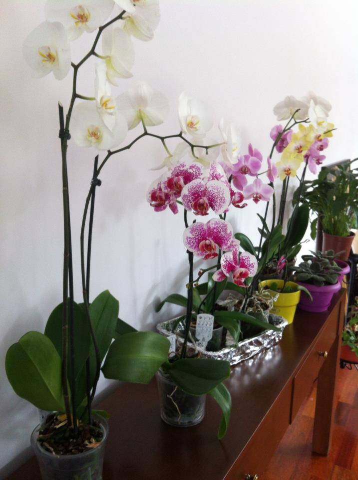 atolye hobikeyif mutlu orkide sahibi olmak