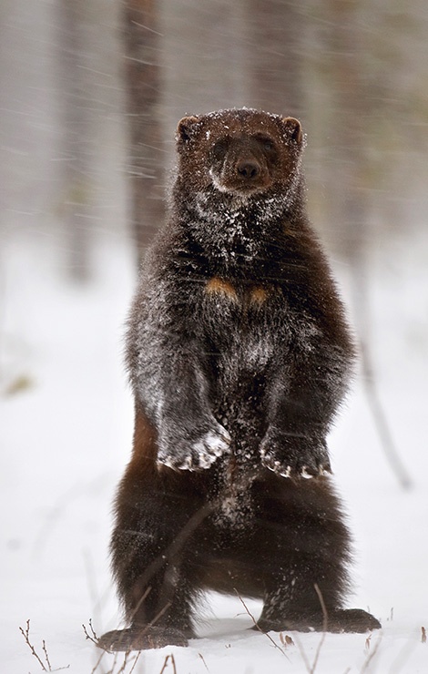 http://2.bp.blogspot.com/-mmFS6xUIQMY/USD-AbNnHEI/AAAAAAACpBI/TNi0SQVevhM/s1600/Wolverine+by+Antti+Leinonen+Ahma+-+There+are+thought+to+be+up+to+120+Wolverines+living+in+Finland.jpg